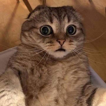 Sky blue profile icon