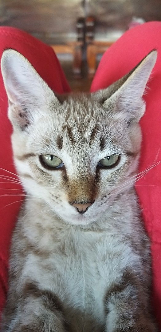 แสงงาม profile icon