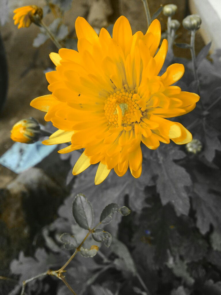 daniah dan profile icon