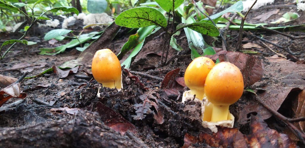 มิ๋วตี้ ไง จะใครละ profile icon