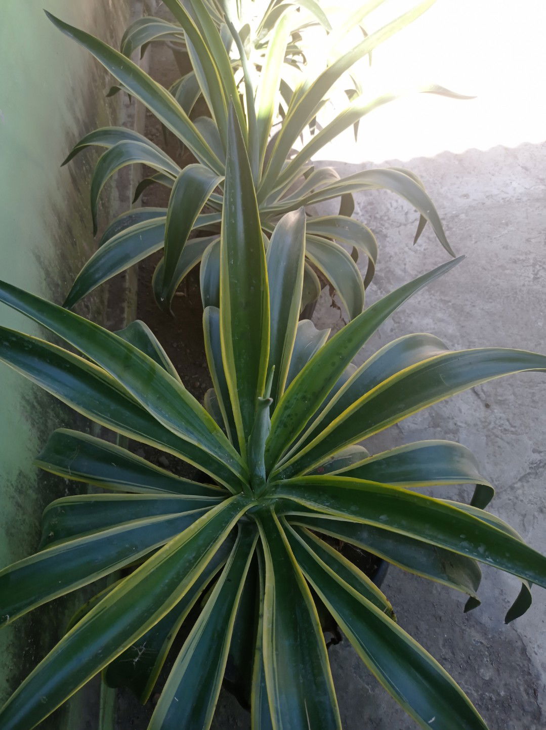 Lia Wati profile icon