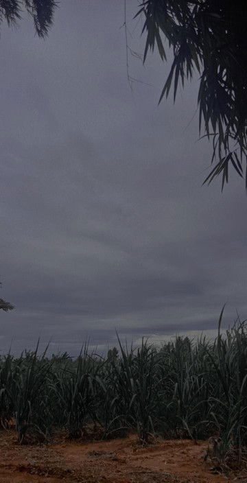 Kanyanat profile icon