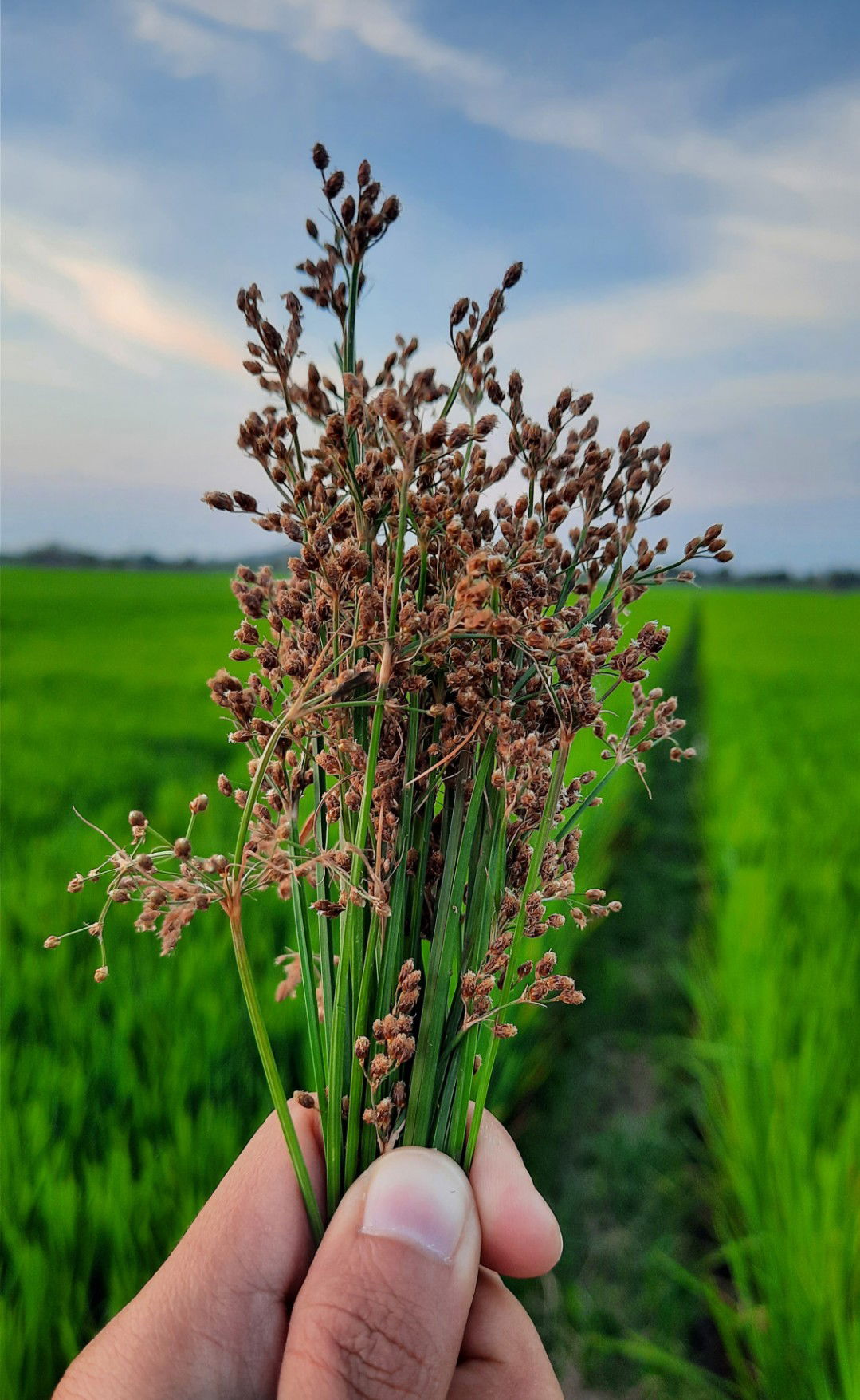 Cintya Manyuella profile icon