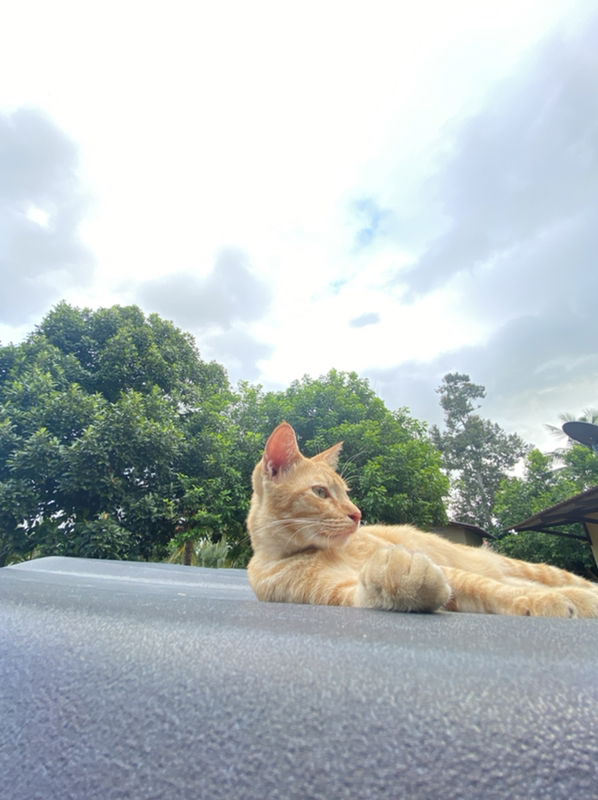 n_ydiana profile icon