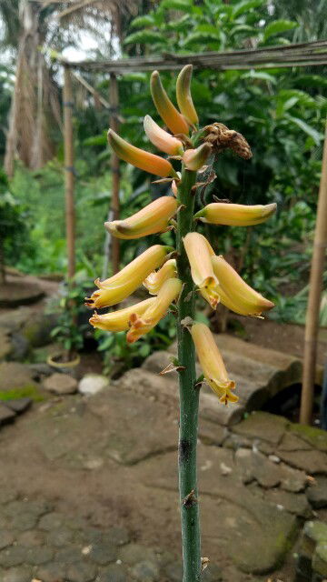 Bumi Langit profile icon