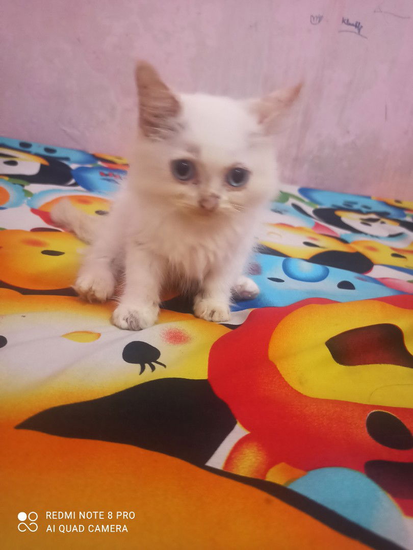 Astrid Anggraini profile icon