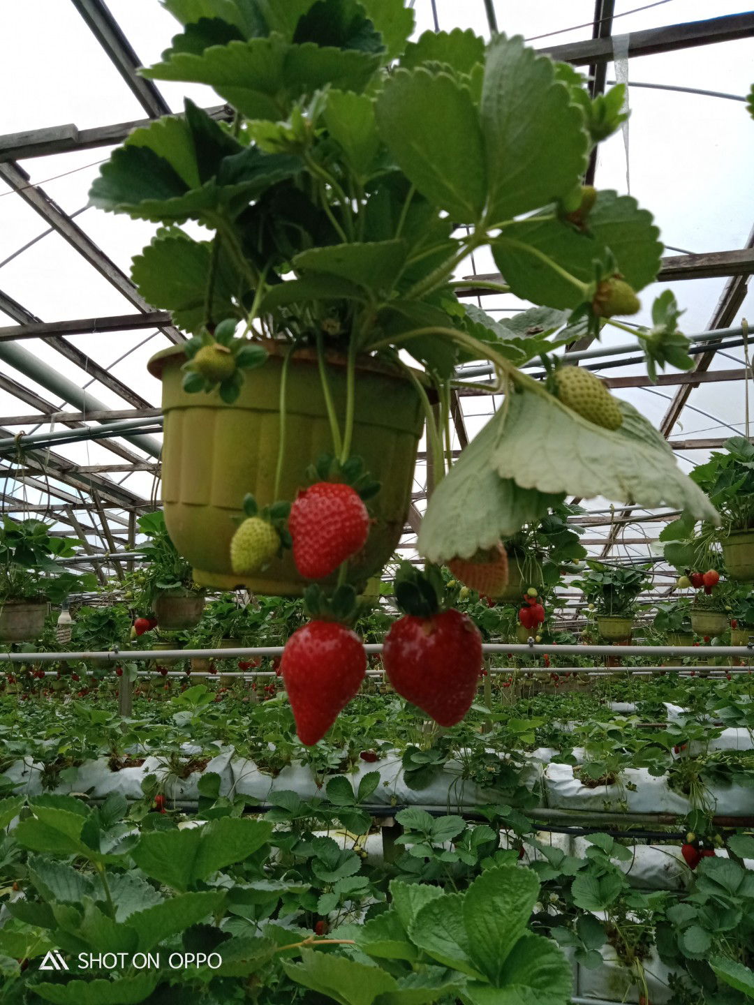 Yana Aziana profile icon