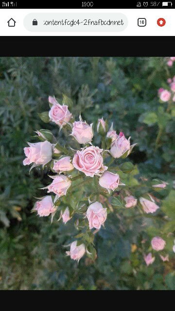 mama nai profile icon