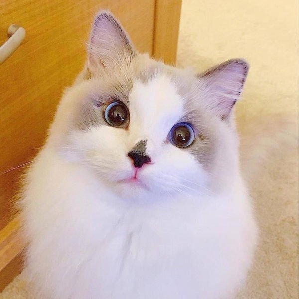 Nurul Malik profile icon