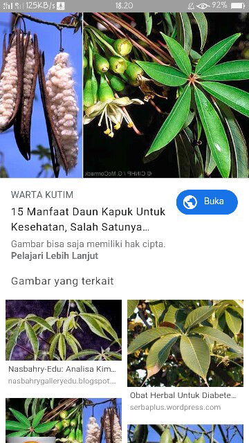 daun kapuk