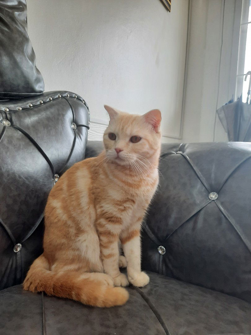 แม่แมว profile icon