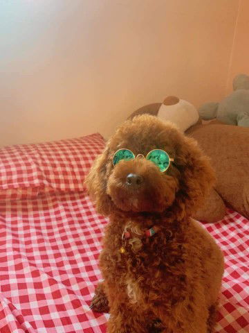 Mom của Gấu profile icon