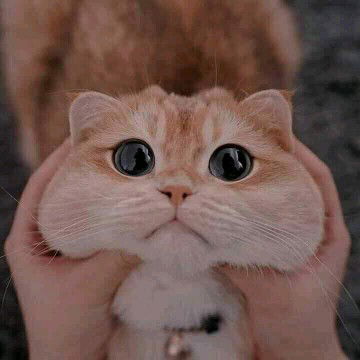 Lian Wardah profile icon