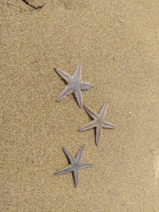 Ayu Ummu Habibah profile icon