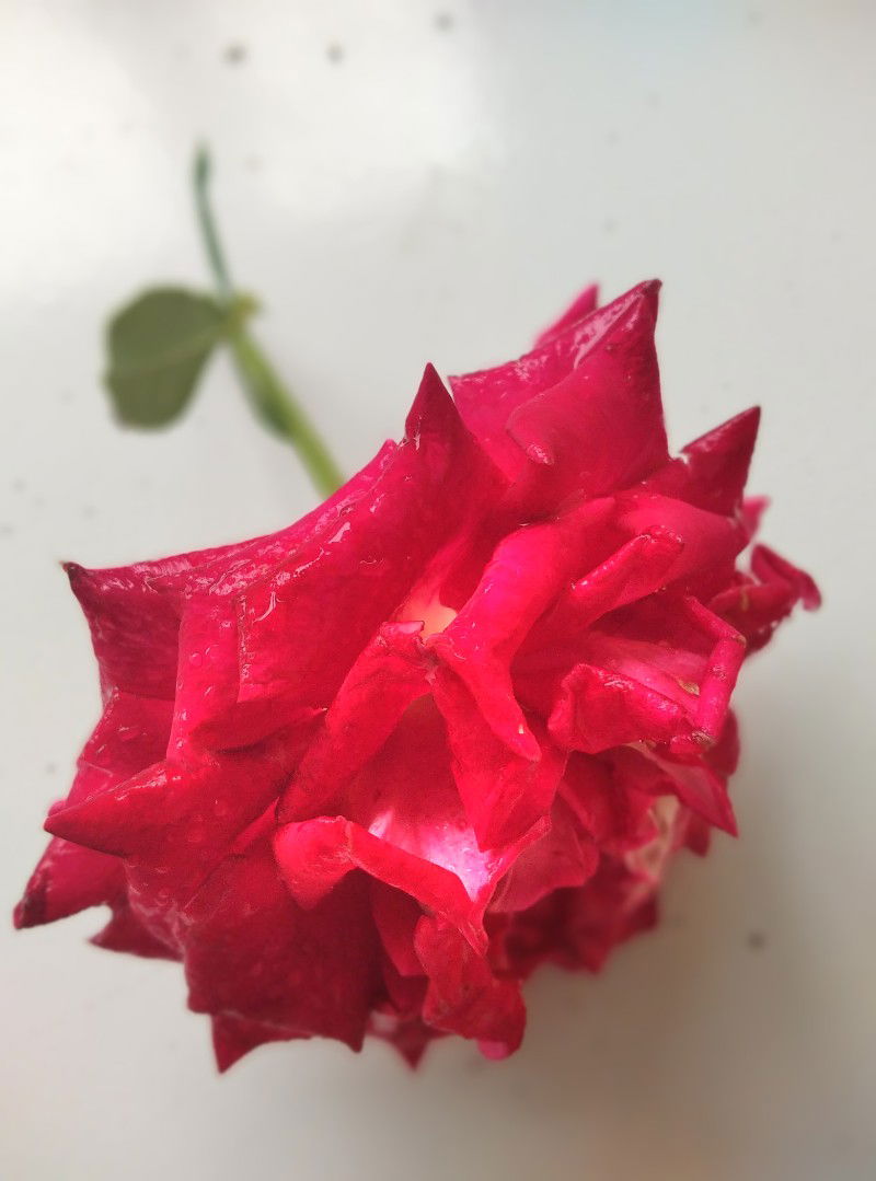 Regita Arisandi profile icon