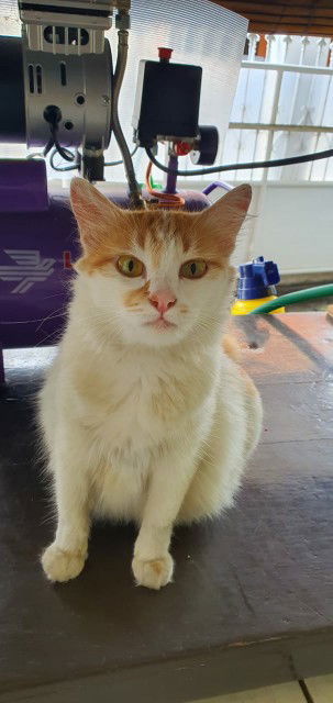 Ira Syaeful profile icon