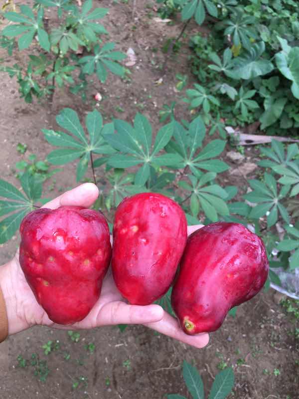 Aliqha Alula profile icon