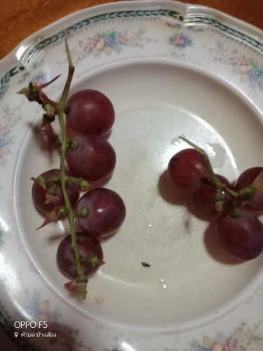 คนท้องกินองุ่นสีแดงได้ไหมคะ