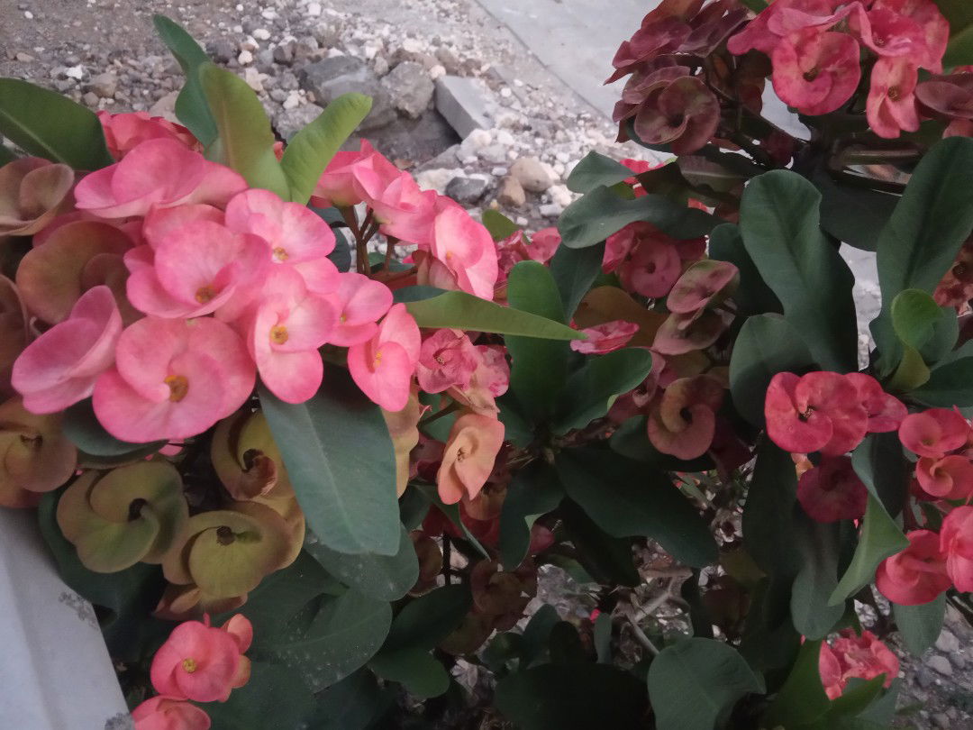 Maju Mapan profile icon