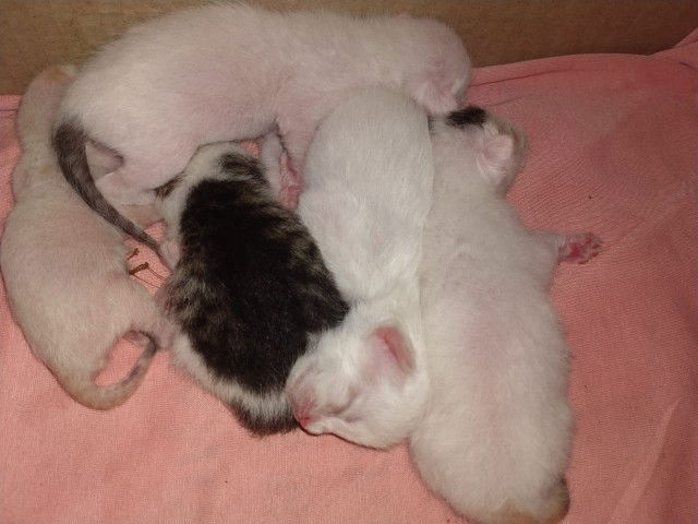 Neeiya Nee profile icon