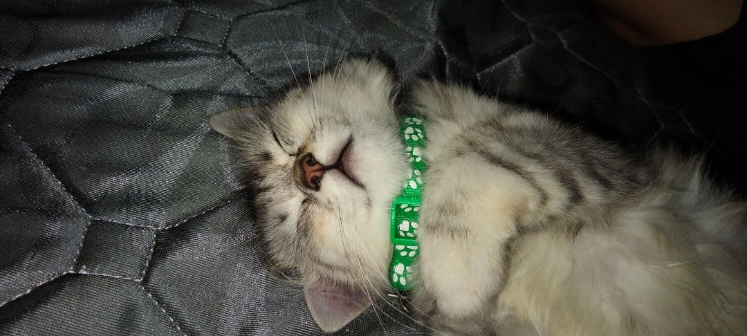 Ms.LinWin profile icon