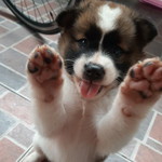 aleng buntis profile icon