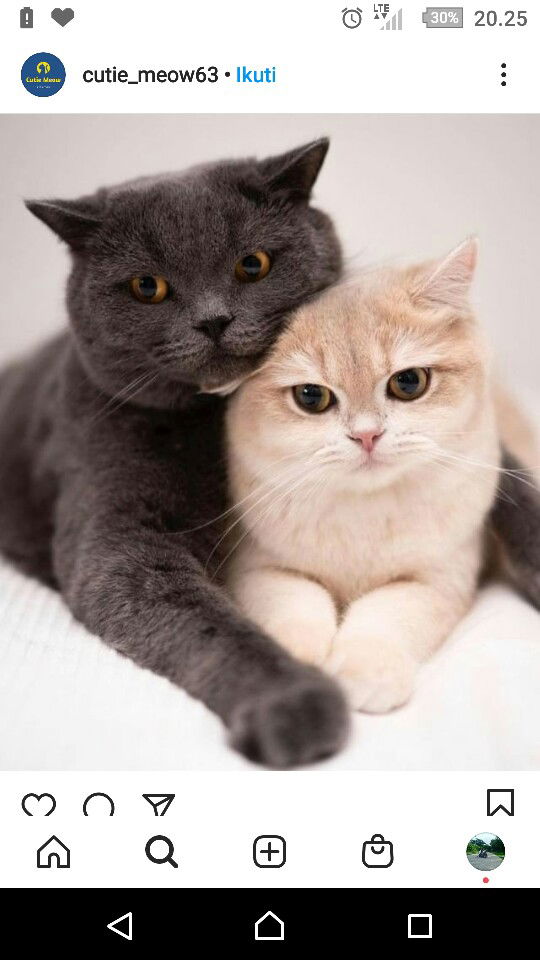 hainur shiffa lestari profile icon