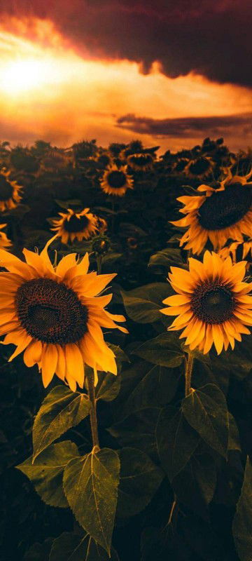 nurfida profile icon