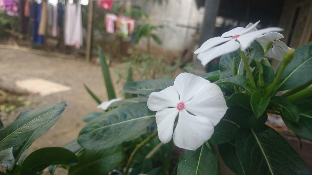 Nuraeni Robi'ah profile icon