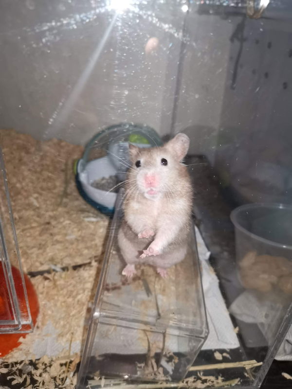 carlynda arceo profile icon