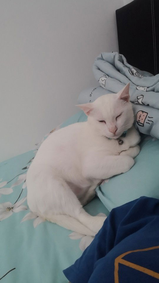 Kamchia Kms profile icon