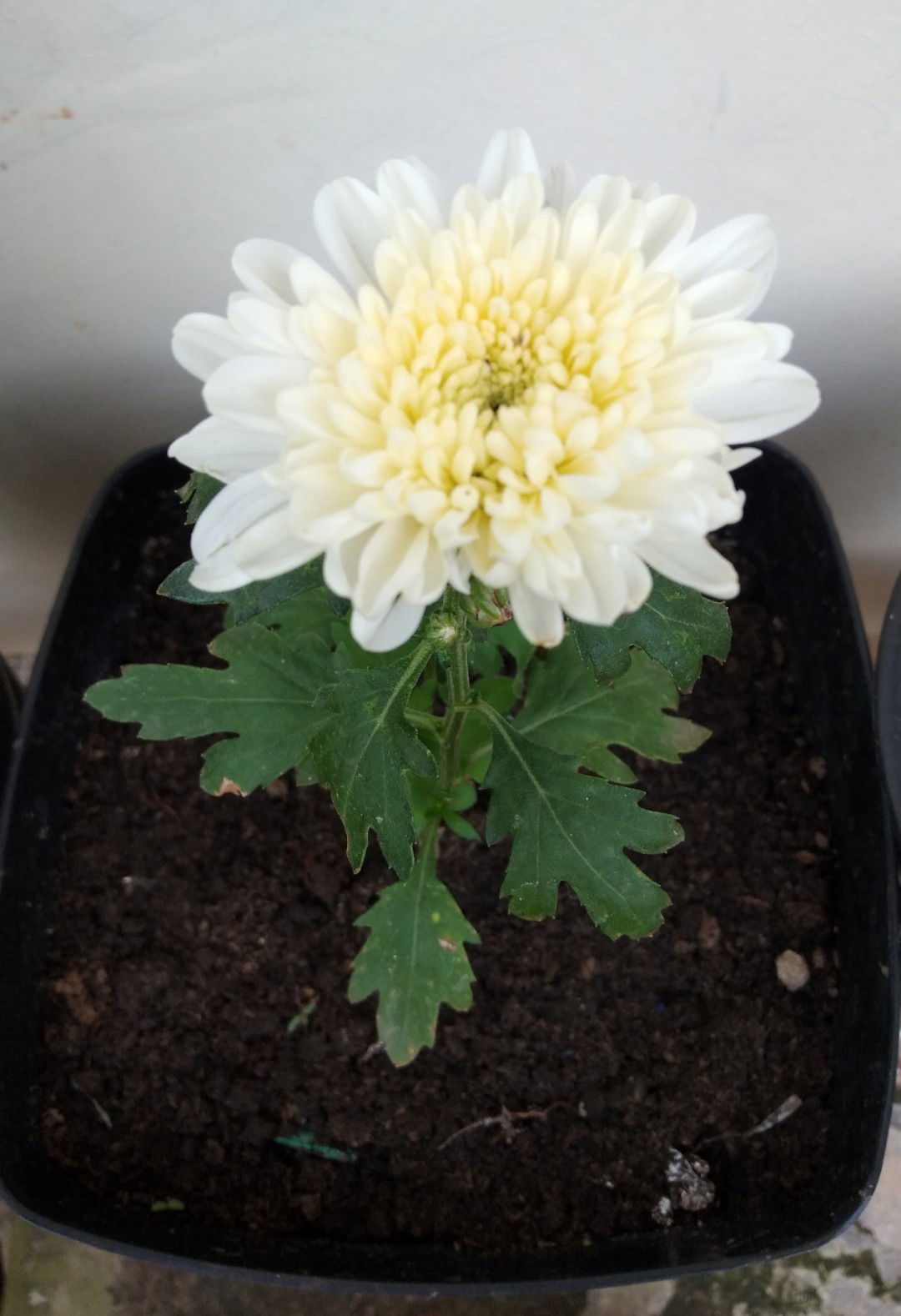 Iit Irmawati profile icon