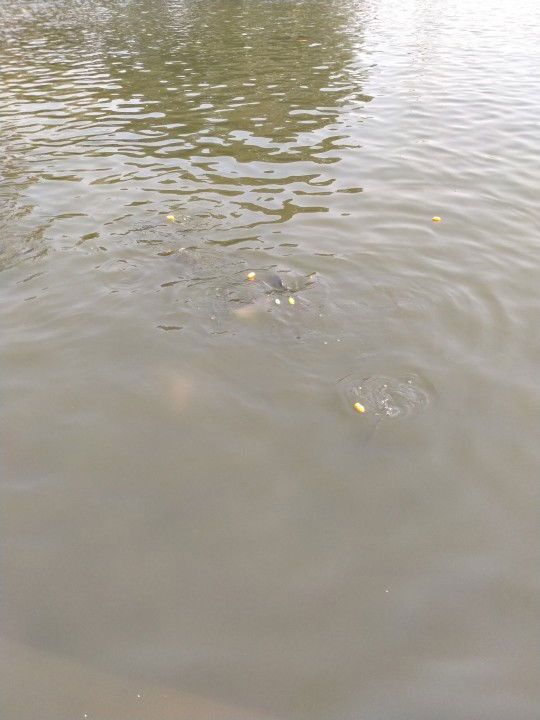 Pattarawadee Juthawan profile icon