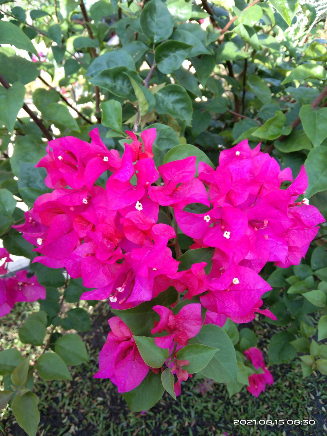 Nuur I M H profile icon