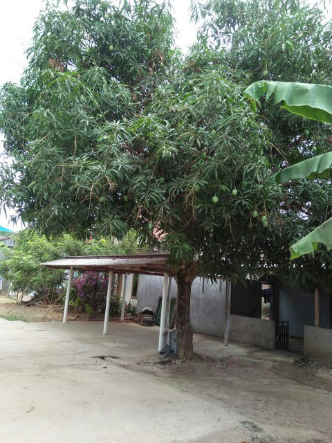 Marzuqoh profile icon