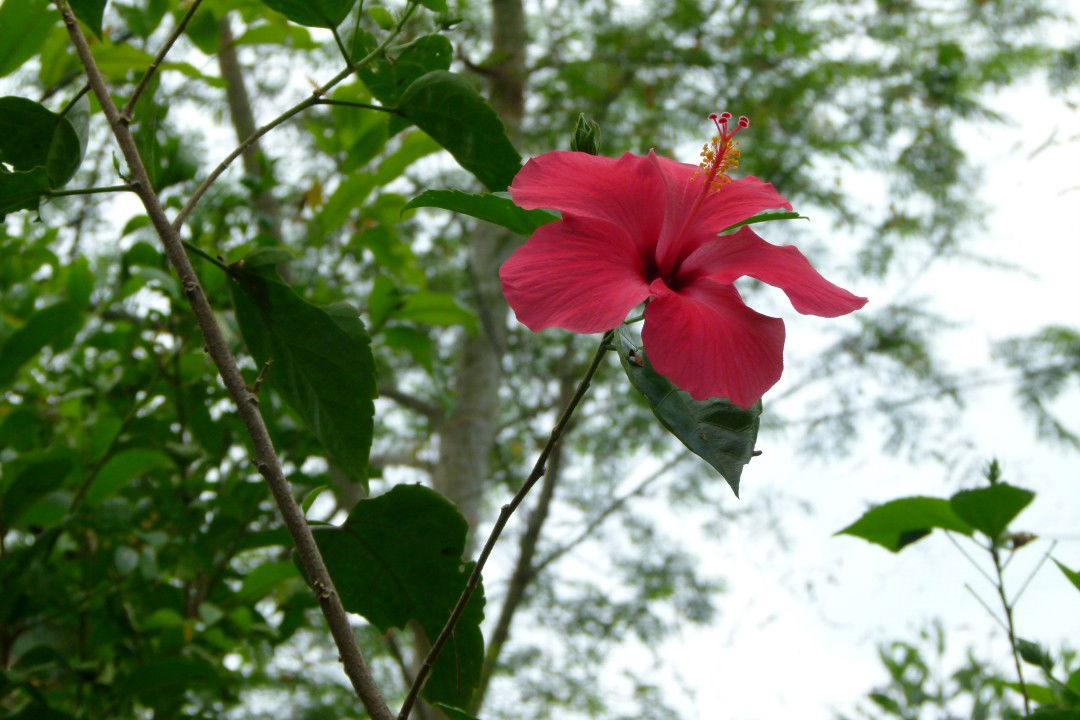 Maharani profile icon