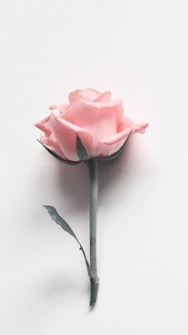 b u n g a profile icon