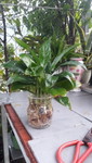 Phuong Le profile icon