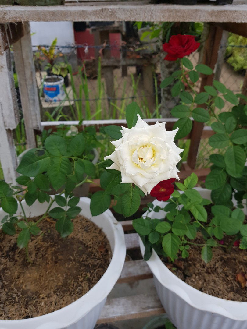 putri aisyah profile icon