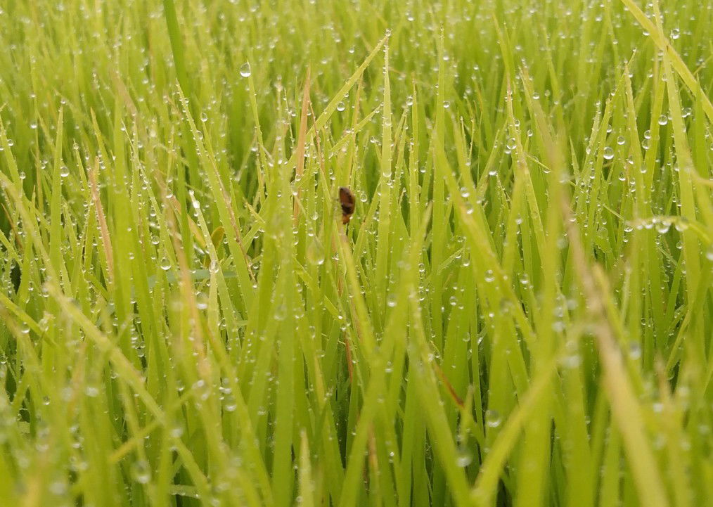 Diah Wahyu Ningsih profile icon