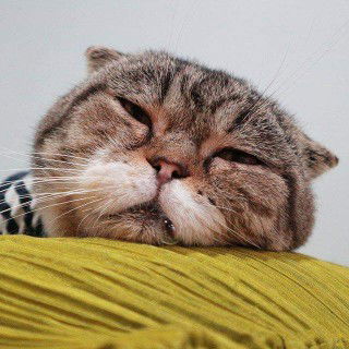 ลูกหมู คนสวย profile icon