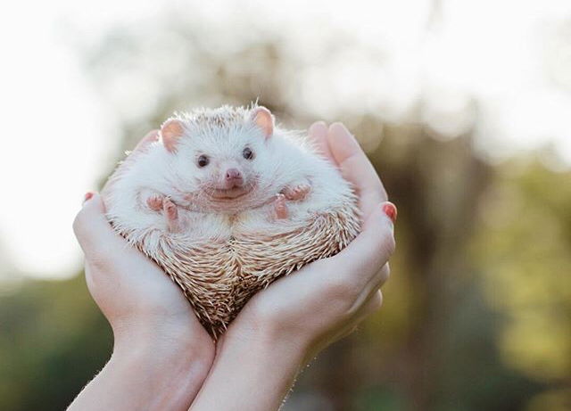 Piyaporn profile icon