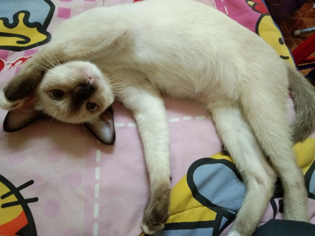 Chamaiporn Chitsawad profile icon