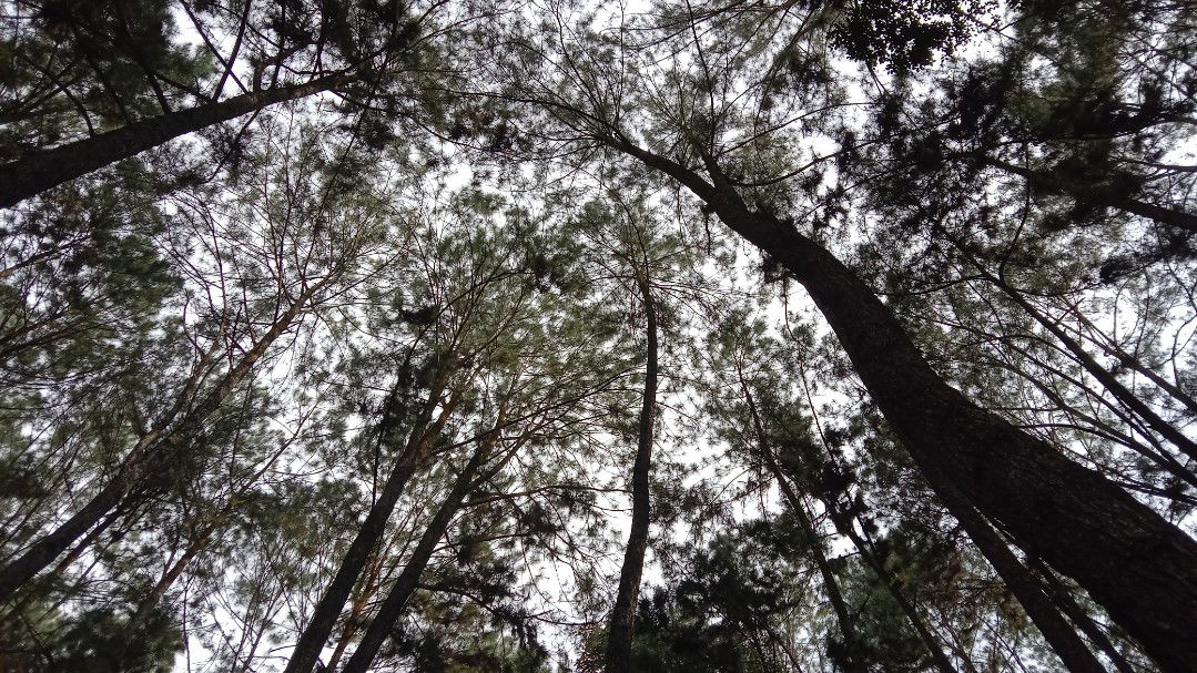 Raikesalinta profile icon