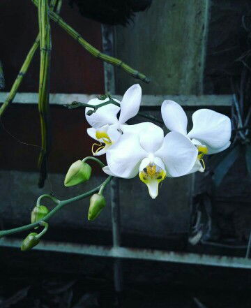 mama anggi profile icon