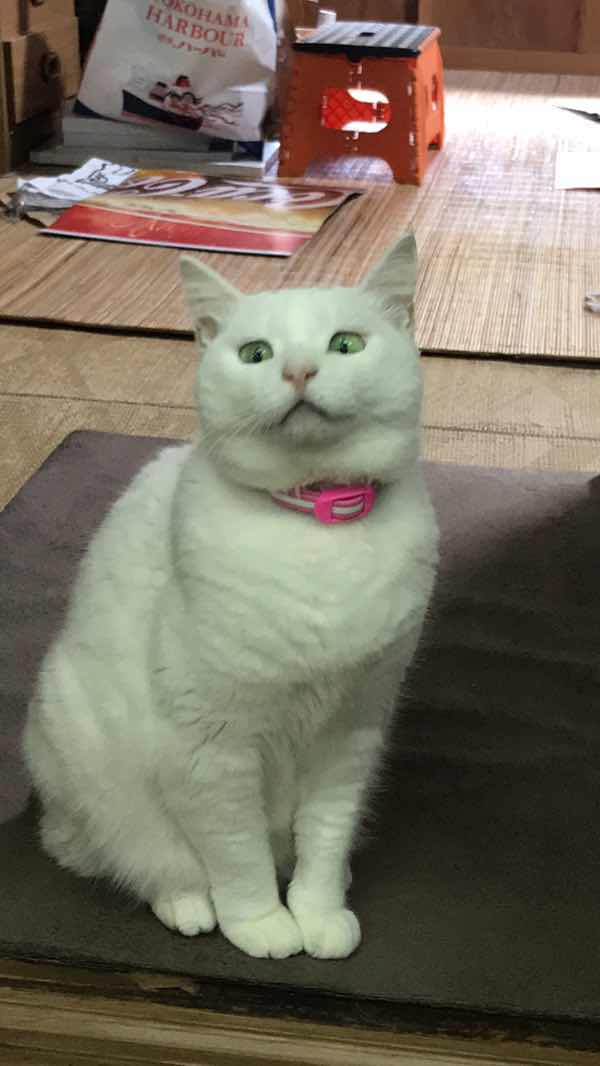 vimon Srinangyam profile icon