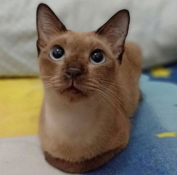 Rinni Indra profile icon