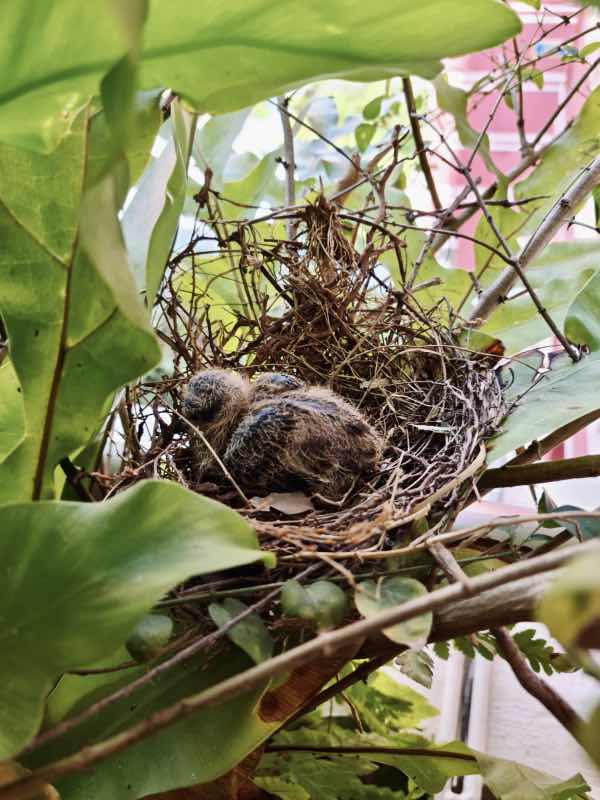 Crys Lee profile icon