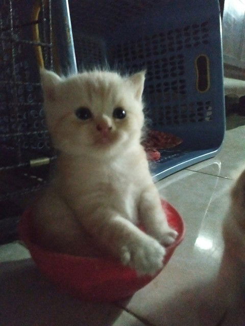 Felisia Dwi profile icon