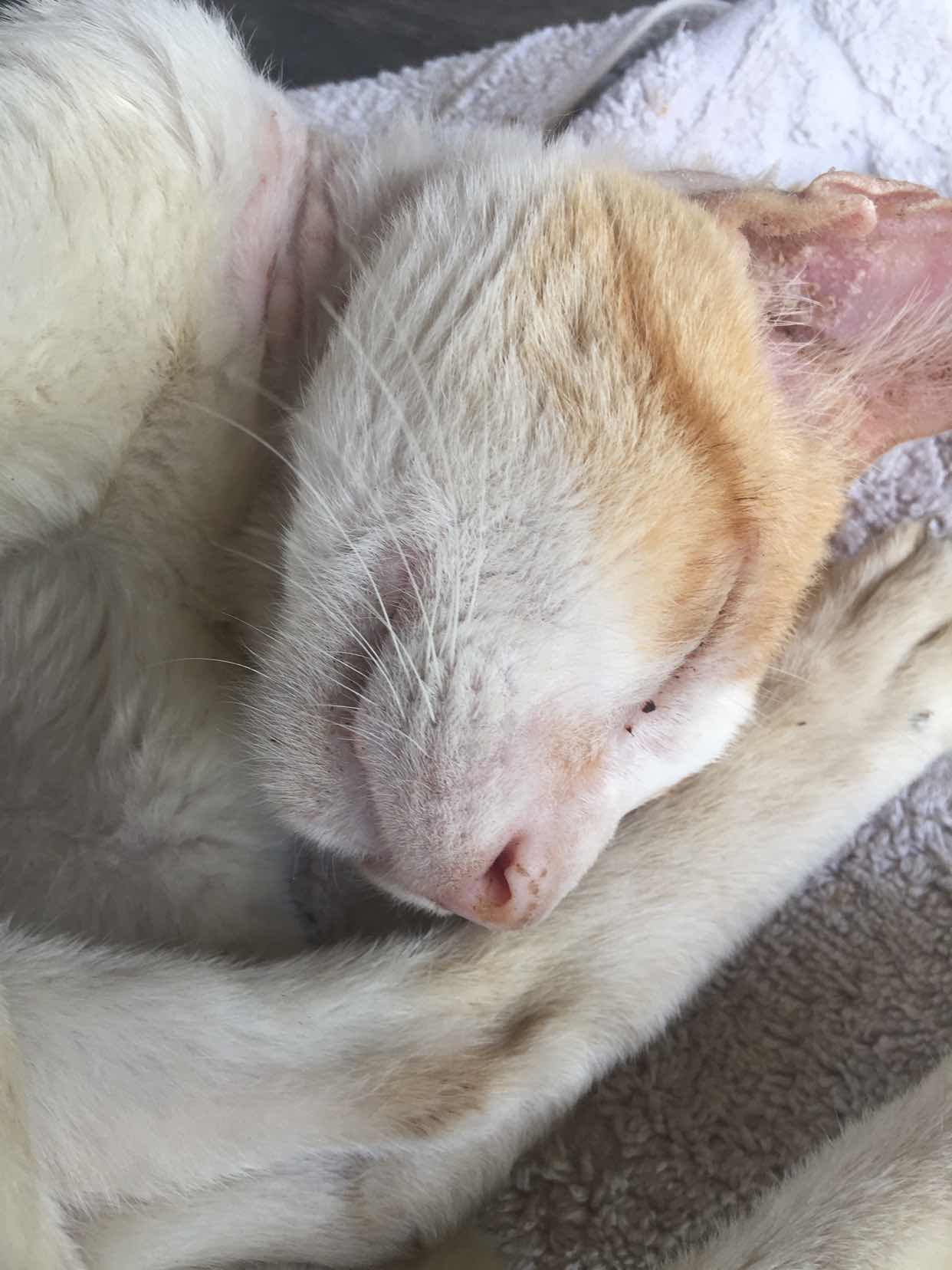 เหมียวขาว profile icon